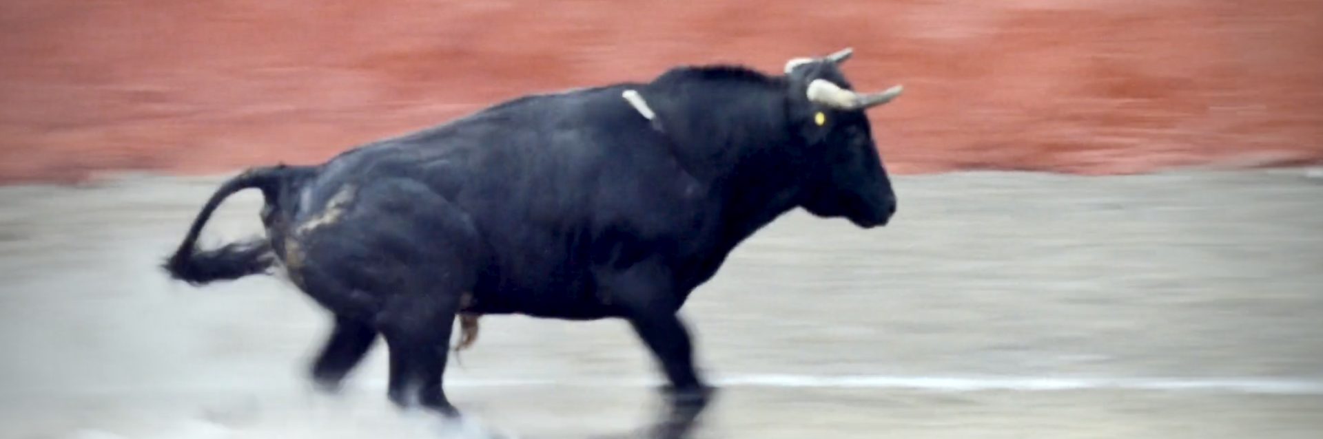 Art, Sport or Savagery?
